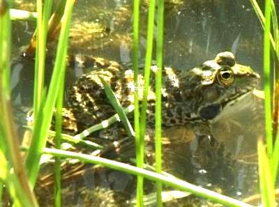 Seefrosch Männchen
