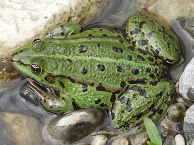 Teichfrosch