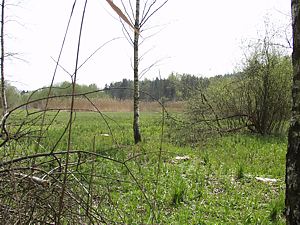 Offene Riedwiese, Lebensraum Teichmolch