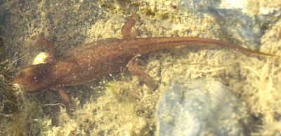 Teichmolch Weibchen