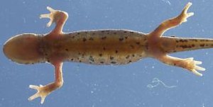 Teichmolch Weibchen Bauchseite