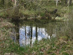 Waldweiher Lebensraum Fadenmolch