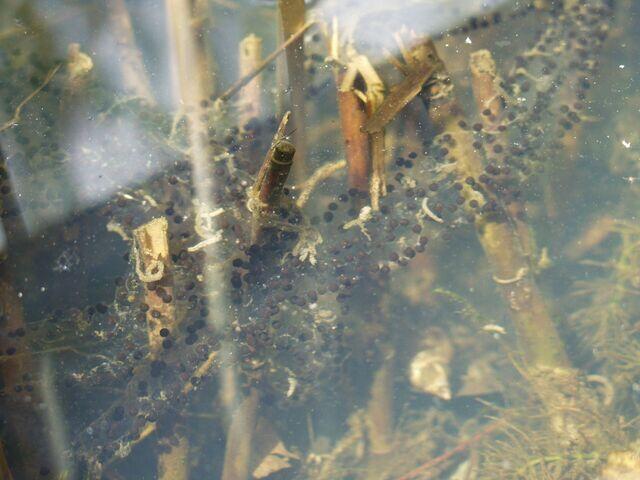 Laichschnüre der Erdkröte