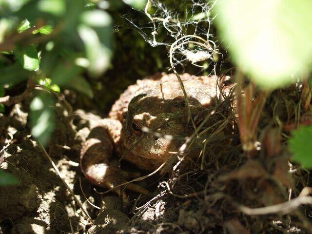 Erdkröte versteckt in Erdbeeren