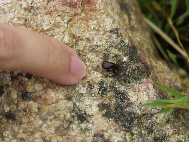Juveniles Erdkrötchen