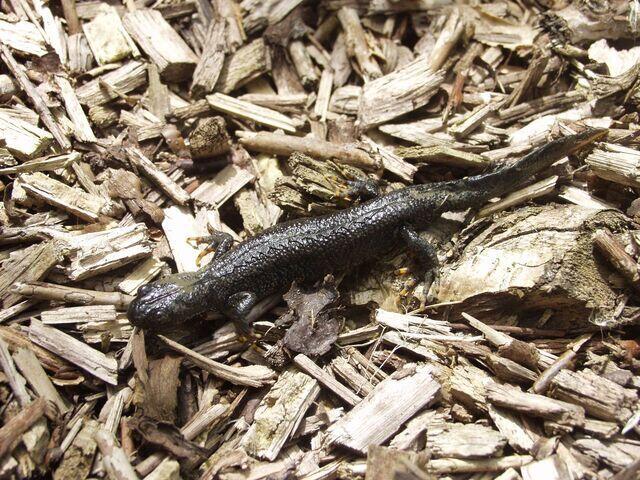 Kammolch Männchen in Landtracht