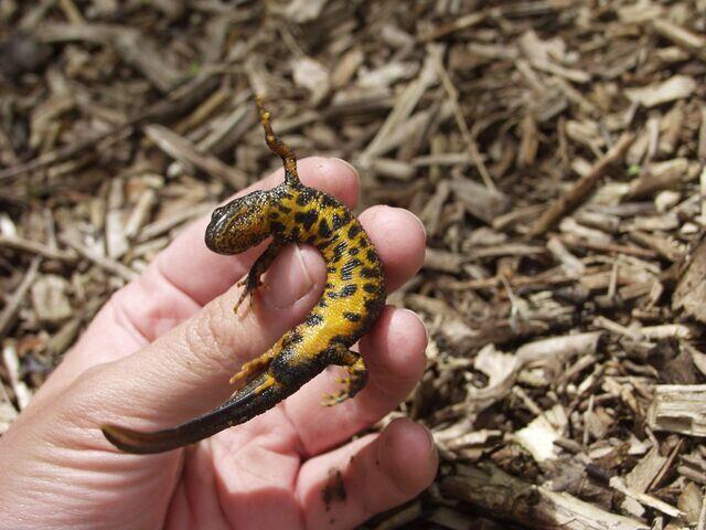 Bauchseite Kammolch Männchen in Landtracht