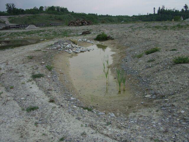 Tümpel als Laichplatz der Kreuzköte