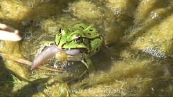Zum Video: Wasserfrosch frisst Regenwurm