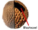 Blastula Schnitt (primäre Leibeshöhle)