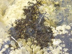 frisch geschlüpfte Grasfrosch Quappen