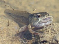 Kaulquappe des Grasfroschs vor in der Metamorphose