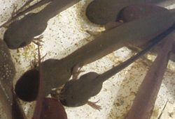 Kaulquappen mit äusseren Kiemenästen