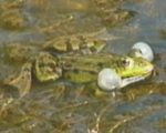 Quakender Wasserfrosch