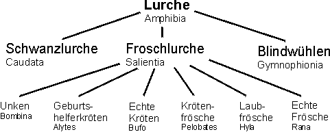 Einteilung der Amphibien in Schwanzlirche, Froschlurche und Blindwühlen