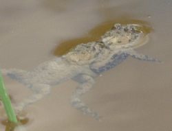 Gelbbauchunken beim Laichen