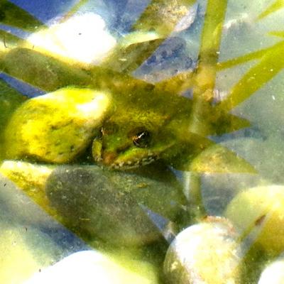Bild