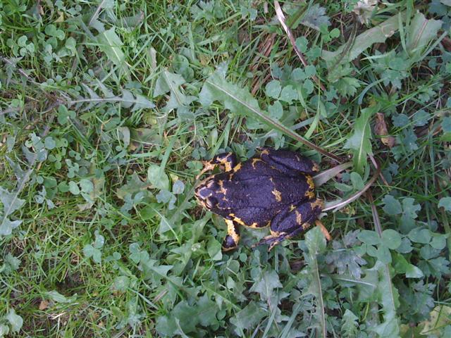 Bild