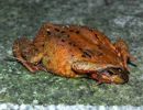 Kahnstellung Grasfrosch