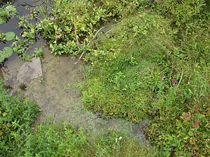 Flachwasserzone mit Inseln