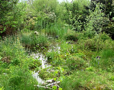 Naturnaher Gartenweiher