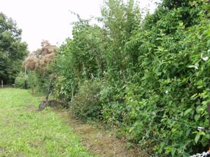 Hecke im Garten