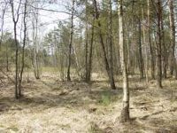Laubmischwald als Sommerlebensraum vieler Amphibien