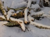 In Laub- oder Asthaufen überwintern viele Frösche oder Kröten