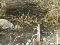 Teich im Fühjahr als Laichplatz von Grasfröschen