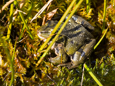 Erster Wasserfrosch beim Sonnenbad