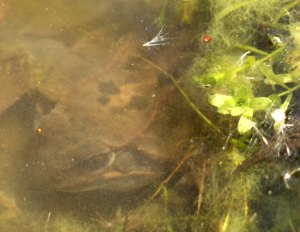 Erster Grasfrosch im 2006