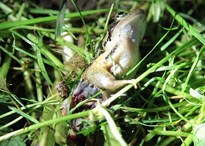 Verletzter Grasfrosch