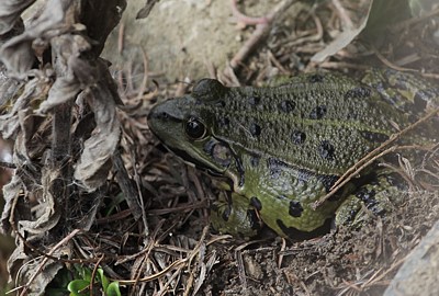 Wasserfrosch beim Sonnenbad